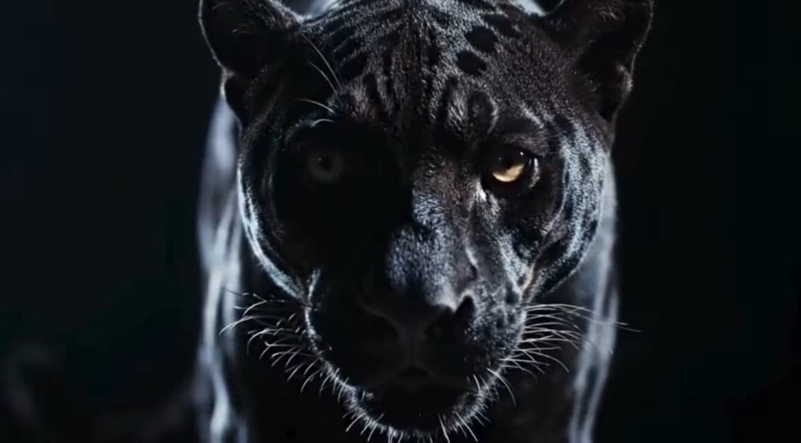 Black Panther walking